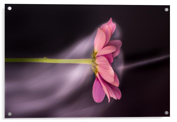  Chrysanthemum, amongst the mist. Acrylic by Bryn Morgan