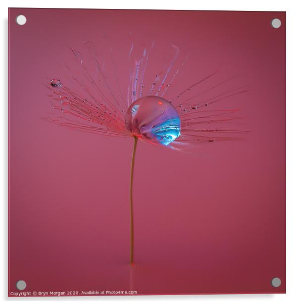 Dandelion clock Acrylic by Bryn Morgan