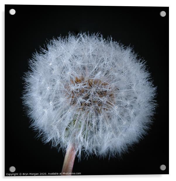 Dandelion with fine droplets of water Acrylic by Bryn Morgan
