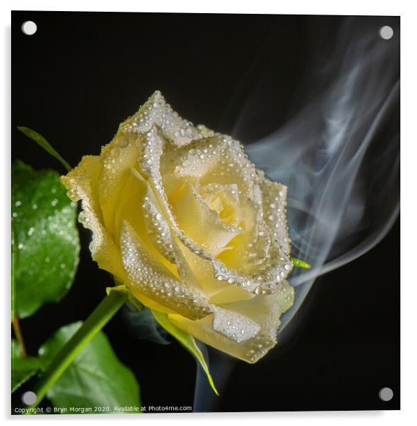 White rose with rising mist Acrylic by Bryn Morgan