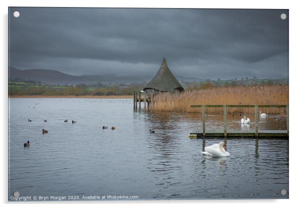 Llangorse lake with swans and crannog Acrylic by Bryn Morgan