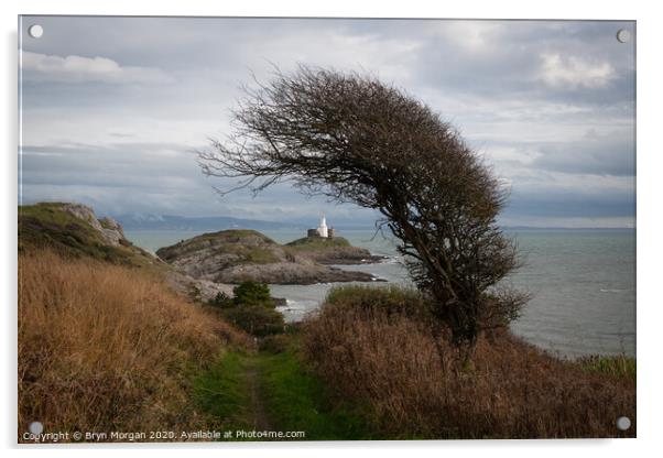 Mumbles lighthouse framed with a wind bent Hawthorne tree Acrylic by Bryn Morgan
