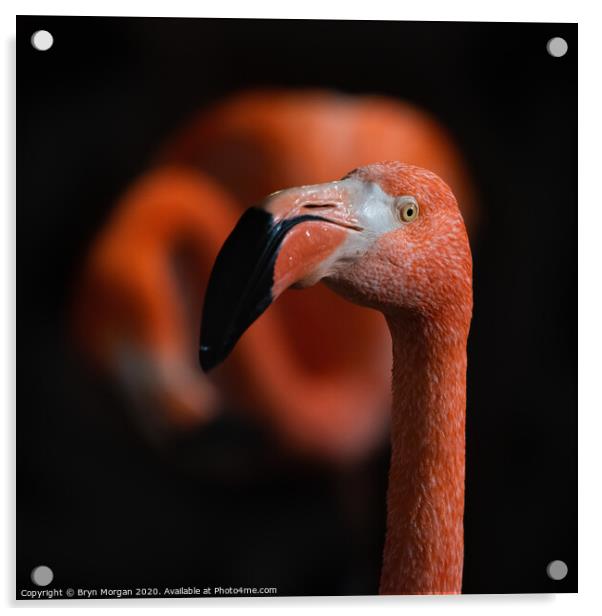 Flamingoes Acrylic by Bryn Morgan