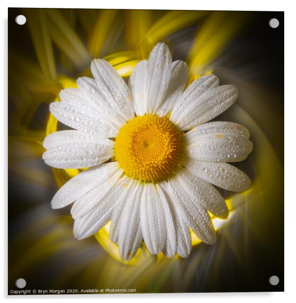Ox-eye daisy, Oxeye daisy Acrylic by Bryn Morgan