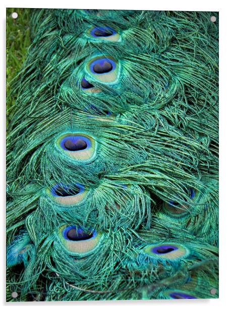 Peacock Tail Feathers Acrylic by alan todd