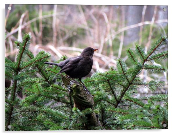     Glenlivet forest Blackbird                     Acrylic by alan todd