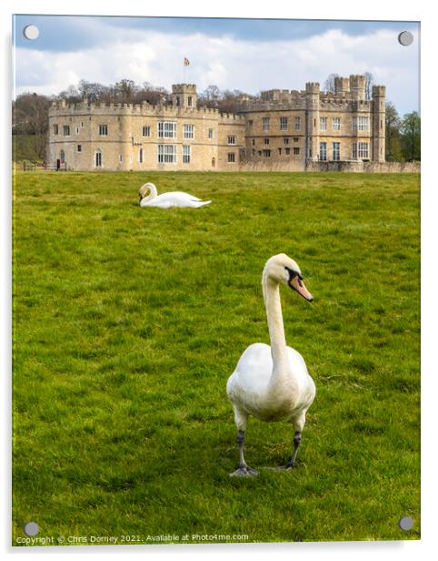 Swans at Leeds Castle in Kent, UK Acrylic by Chris Dorney