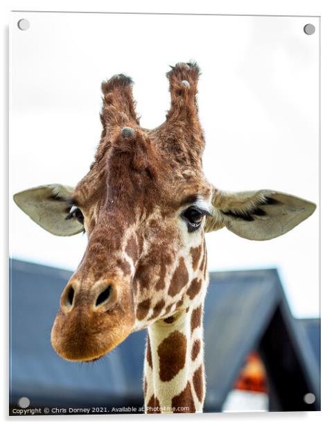 Giraffe Acrylic by Chris Dorney