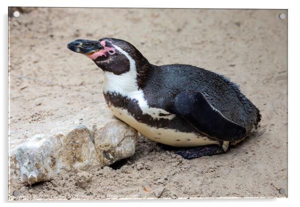 African Penguin Acrylic by Chris Dorney