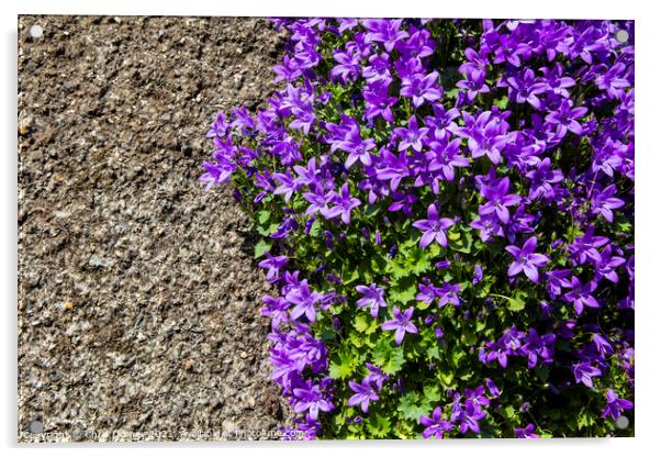 Purple Wild Flowers on a Wall in Polperro, Cornwall Acrylic by Chris Dorney