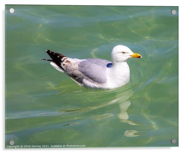 Sea Gull Swimming in the Sea Acrylic by Chris Dorney