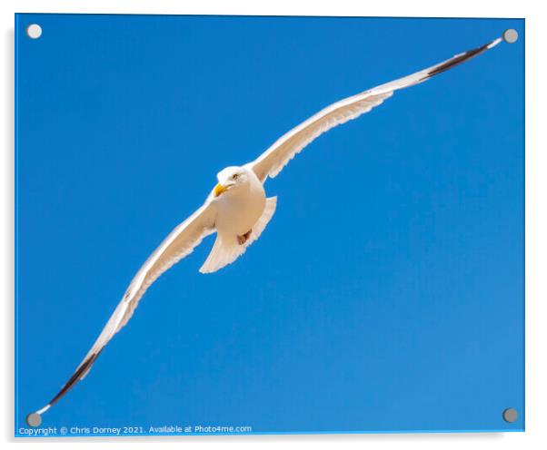Flying Sea Gull Acrylic by Chris Dorney