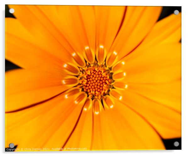 African Daisy Close-up Acrylic by Chris Dorney