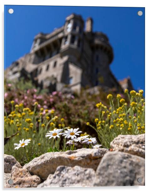 Daisies in Bloom at St. Michaels Mount in Cornwall, UK Acrylic by Chris Dorney