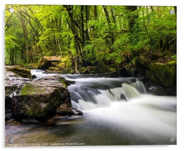 Cascade at Golitha Falls in Cornwall, UK Acrylic by Chris Dorney