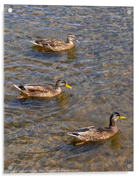 Ducks on the River Stour in Dedham, Essex Acrylic by Chris Dorney