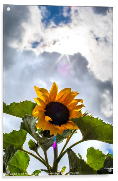 Sunflower Acrylic by Chris Dorney