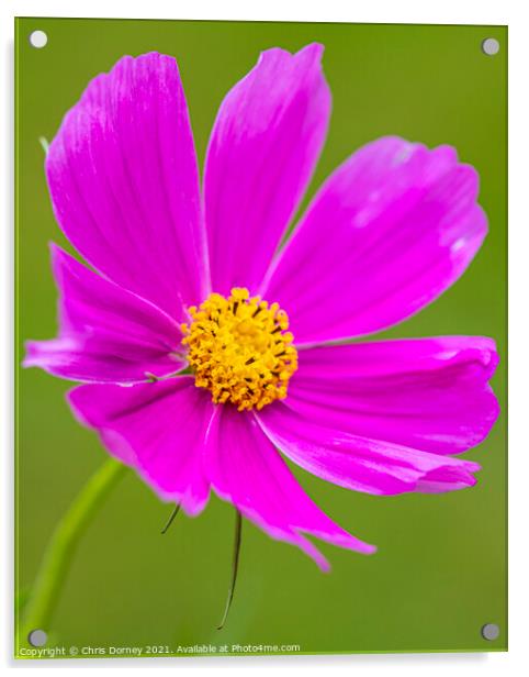 Garden Cosmos Flower Acrylic by Chris Dorney