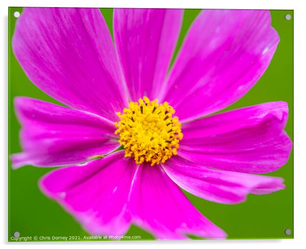 Garden Cosmos Flower Acrylic by Chris Dorney