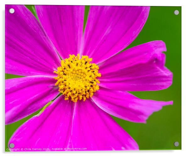 Garden Cosmos Flower Acrylic by Chris Dorney