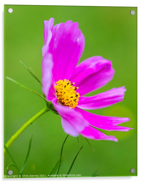 Garden Cosmos Flower Acrylic by Chris Dorney