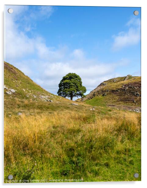 Sycamore Gap in Northumberland, UK Acrylic by Chris Dorney