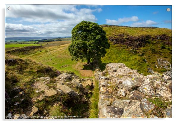 Sycamore Gap in Northumberland, UK Acrylic by Chris Dorney