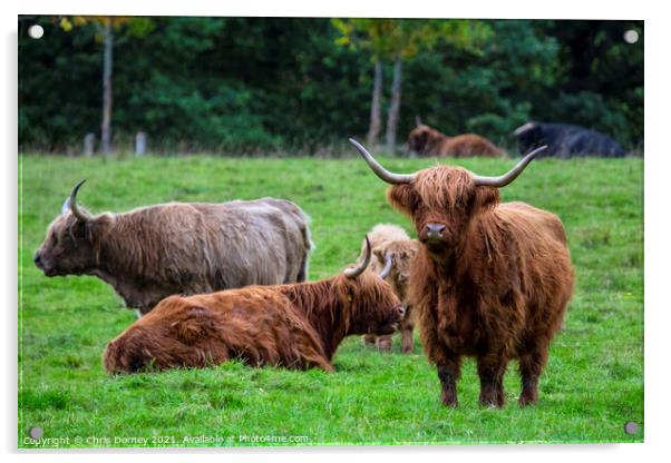 Highland Cows in Scotland, UK Acrylic by Chris Dorney