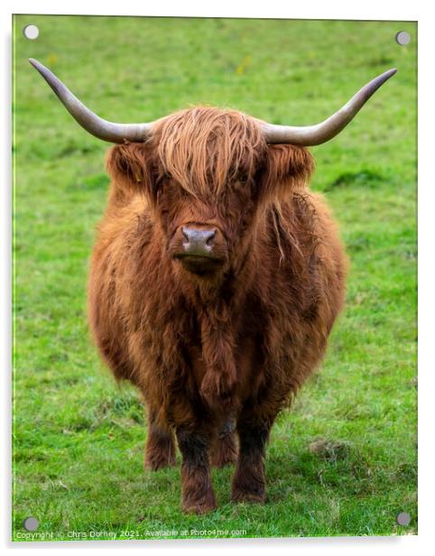Highland Cow in Scotland, UK Acrylic by Chris Dorney