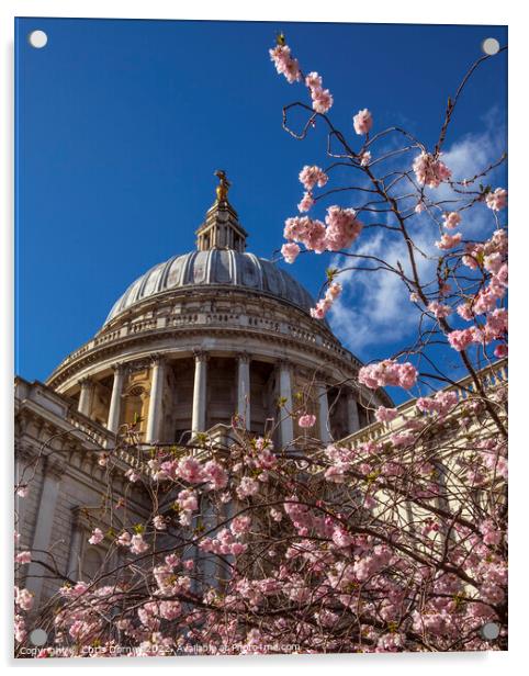 Blossom Tree and St. Pauls Cathedral in London, UK Acrylic by Chris Dorney