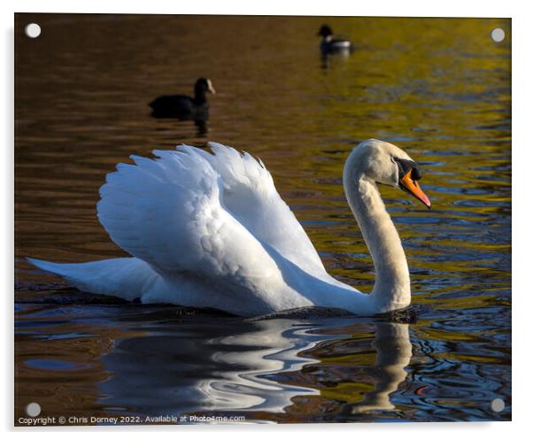 Swan in St. Jamess Park in London, UK Acrylic by Chris Dorney
