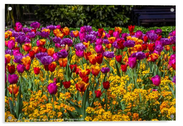 Tulips in Victoria Embankment Gardens in London, UK Acrylic by Chris Dorney