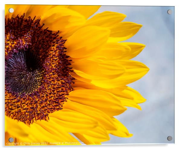 Sunflower Acrylic by Chris Dorney