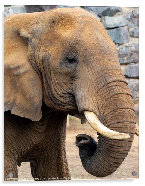 Close-up of an Elephant Acrylic by Chris Dorney