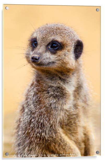 Meerkat on Lookout Patrol Acrylic by Chris Dorney