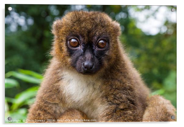 Brown Lemur Acrylic by Chris Dorney