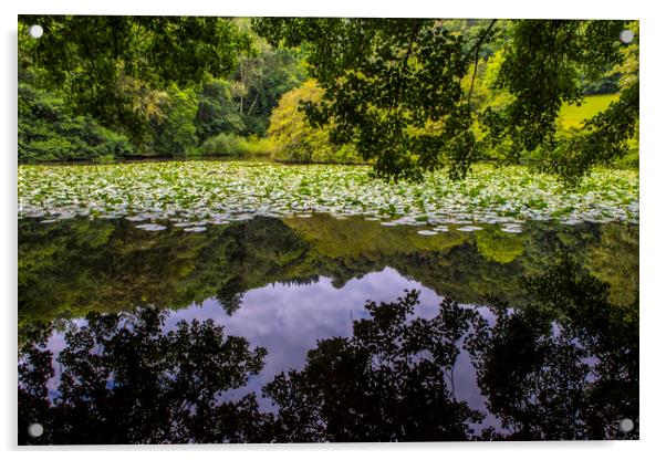 Lily Lake at Canonteign in Devon Acrylic by Chris Dorney