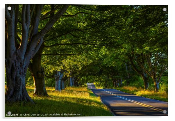 Beech Tree Avenue Near Wimborne in Dorset Acrylic by Chris Dorney