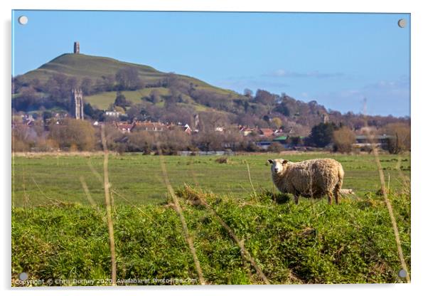 Sheep and Glastonbury Tor in Somerset, UK Acrylic by Chris Dorney