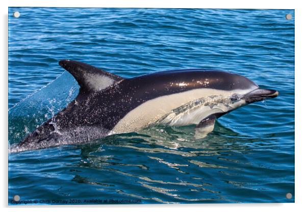 Dolphin Swimming in the Algarve Acrylic by Chris Dorney