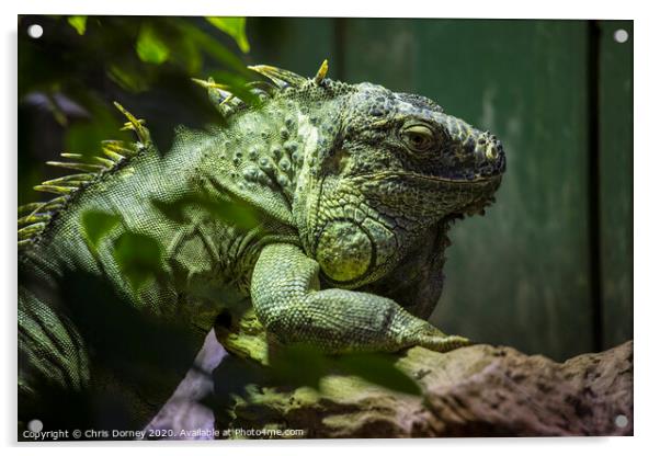 Iguana Acrylic by Chris Dorney