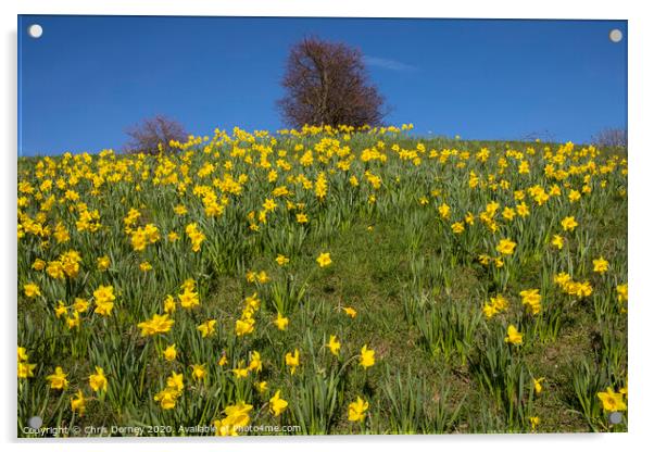 Daffodils During the Spring Season Acrylic by Chris Dorney