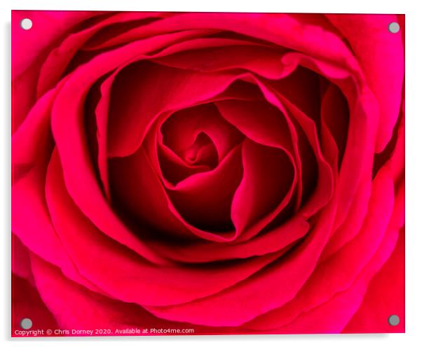 Red Rose Acrylic by Chris Dorney