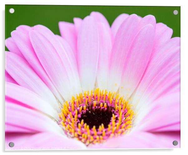 Gerbera Flower Acrylic by Chris Dorney