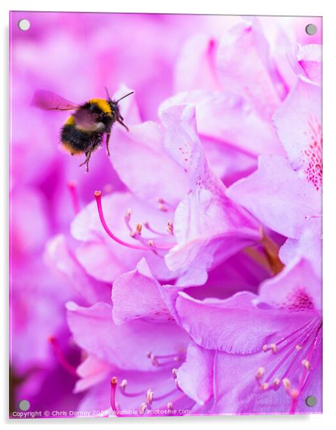 Bee Pollinating a Rhododendron Acrylic by Chris Dorney