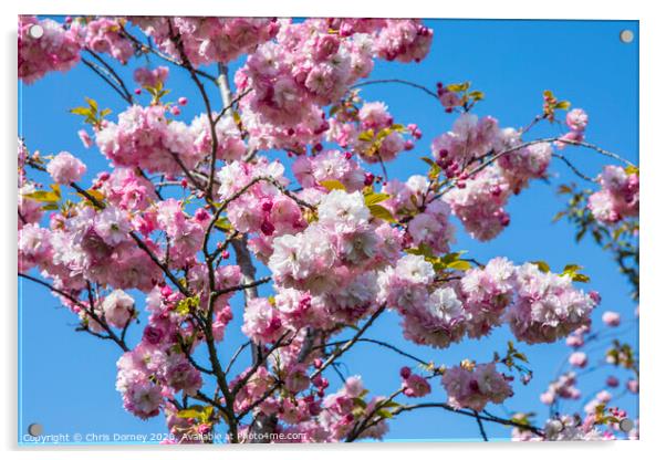 Cherry Blossom in Bloom Acrylic by Chris Dorney