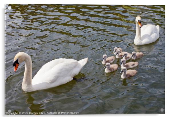 Swans with their Cygnets Acrylic by Chris Dorney