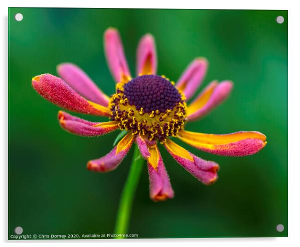 Helenium Waltraut Flower Acrylic by Chris Dorney