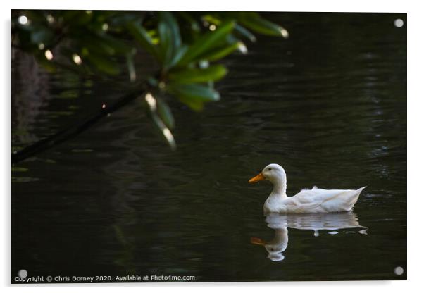 Duck Acrylic by Chris Dorney