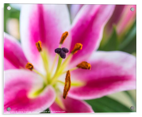 Lilies Acrylic by Chris Dorney